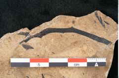 Foto (Detailansicht) von Callitris brongniartii Endl. (NHMW-GEO-2024-0188-8228)